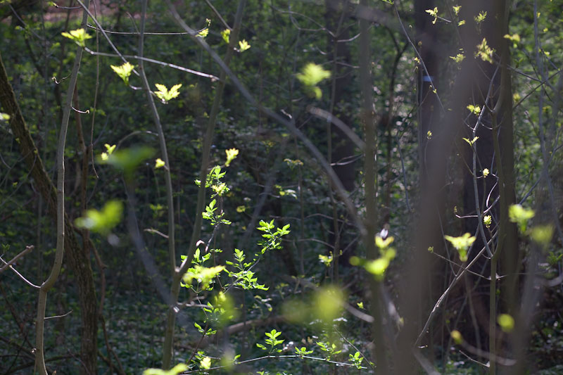 2011-spring-frankfurt-6