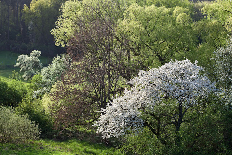 2011-spring-frankfurt-8