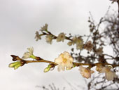 652-blossoms-december-fotograf-editorial-th