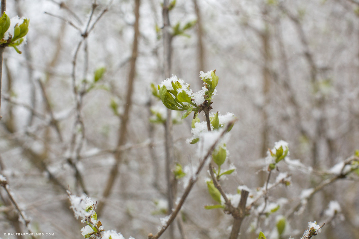 723-snow-springtime-frankfurt-reportage-editorial